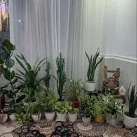 گل طبیعی