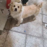 سگ پامر