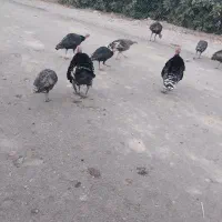 بوقلمون تخم گذار