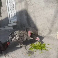 بوقلمون ماده|حیوانات مزرعه|آبدانان, |دیوار