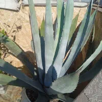 گل های زیبا|گل و گیاه طبیعی|رشت, معلولین|دیوار