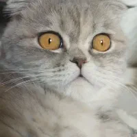 فروش گربه اصیل اسکاتیش ماده|گربه|پردیس, فاز ۱۱|دیوار