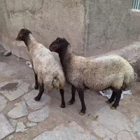 شیشگ قوچ هترو