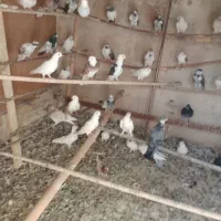 کبوتر معاوضه وفروش تکی|پرنده|بندر کنگان, |دیوار