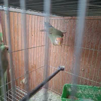 کوتوله|پرنده|شهرضا, |دیوار