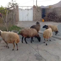 کیلویی ۲۲۰ دونی 15