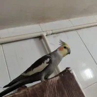 عروس هلندی نر . دستی|پرنده|شیراز, کرونی(خاتونک)|دیوار