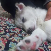 واگذاری سگ سیبرین هاسکی