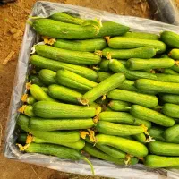 خیار سبز گلخانه ای|خوردنی و آشامیدنی|کاکی, |دیوار