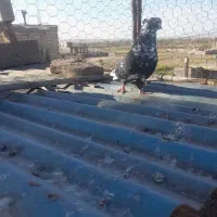 ۵عدد کبوتر|پرنده|میانه, |دیوار