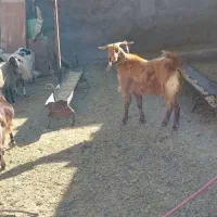 نربز دوبور|حیوانات مزرعه|خرقان, |دیوار