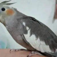 عروس هلندی