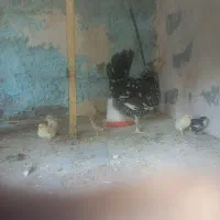 مرغ گلین با ۵ تا جوجه