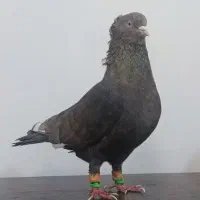 رنگه طوقی سینه|پرنده|مشهد, نوید|دیوار