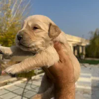 سگ گلدن رتریور اصل|سگ|ارومیه, |دیوار