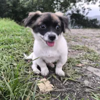 واگذاری  رایگان سگ پاکوتاه آپارتمانی