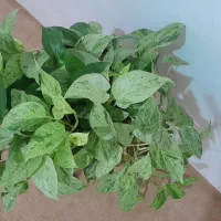 .گل|گل و گیاه طبیعی|فسا, |دیوار