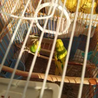 مرغ عشق جفت|پرنده|شریف‌آباد, |دیوار