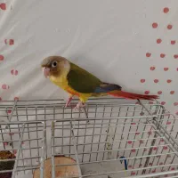 پرنده گیرینچیک آناناسی