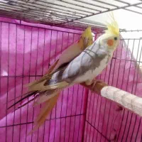 فروش