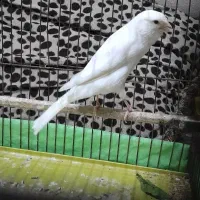 ی قناری تازه صاف کرده