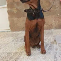 سگ دوبرمن خالص|سگ|صفادشت, |دیوار