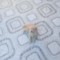 سگ پشمالو فروش