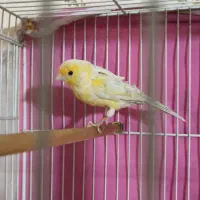 قناری مادهق