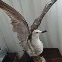 مرغ دریایی|مجسمه، تندیس، ماکت|ملایر, |دیوار