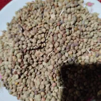 عدس فروشی مقدار۳۰۰کیلو