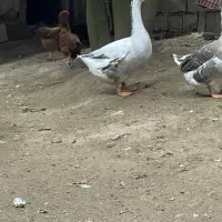 غوغاز|حیوانات مزرعه|لنگرود, |دیوار