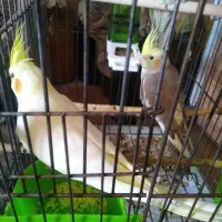 عروس هندی|پرنده|شیراز, محراب|دیوار