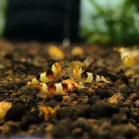 گیاه جاوا میگو شریمپ پلکو کتفیش کامبارلوس خزه