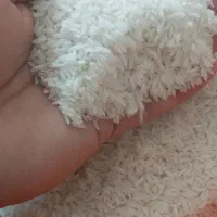 برنج هاشمی|حراج|لاهیجان, لفمجان|دیوار