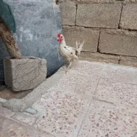 جوجه خروس گلین