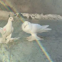 جفت کبوتر لوتی|پرنده|اهر, |دیوار