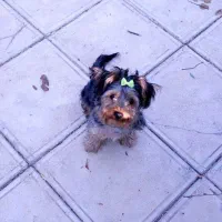 سگ یورک شایر|سگ|رشت, گلسار|دیوار