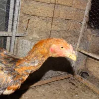 جوجه لاری|حیوانات مزرعه|کرمانشاه, |دیوار