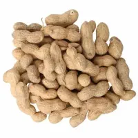 کارگر جهت دستچین کردن بادام زمینی