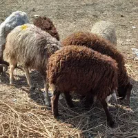 6عدد بره نردرشت مناسب نگهداری قیمت جفتی 45میلیون