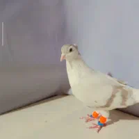 چندتا کبوتر مقبول پرشی و جفتگاه|پرنده|خلیل آباد, |دیوار