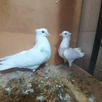 کوترعشق باز|پرنده|کرمانشاه, |دیوار