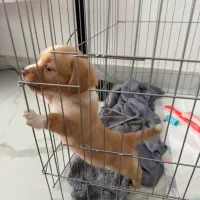 سگ شیتزو تریر