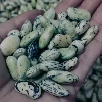 دانه باقالی یک کیلو290|خوردنی و آشامیدنی|رشت, پسیخان|دیوار