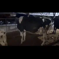 گاو وگوساله سیمینتال|حیوانات مزرعه|ماهیدشت, |دیوار