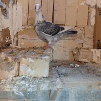 کبوتر.صید.جوجه.شامی.کلاغ