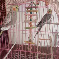 یک جفت عروس هلندی یکساله سخن گو اصفهان مصدق