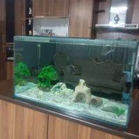 آکواریوم ۹۰سانت با ماهی گوپی بالن گرید a لوچ دلقک