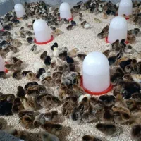 جوجه محلی،بلک،گردن لخت،اردک