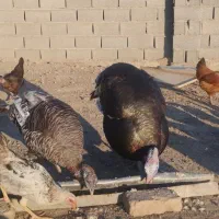 مرغ و بوقلمون|حیوانات مزرعه|گمیشان, |دیوار